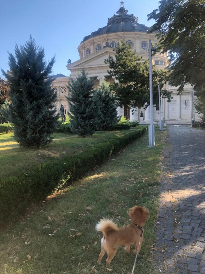 Charming Quiet Studio Coltea Old Town In The Centre Of Bukarest Exteriör bild